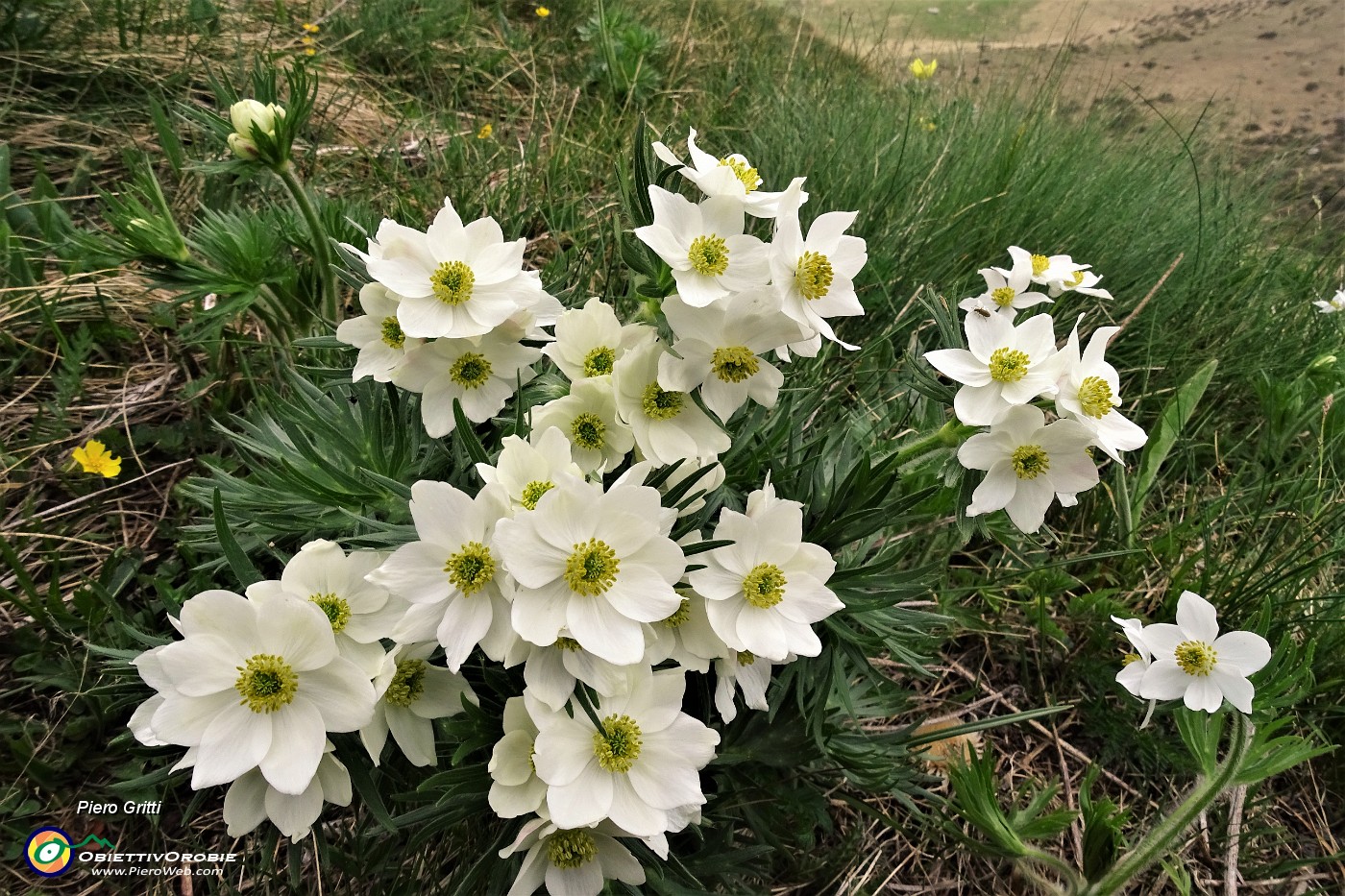 20 Anemoni narcissiflora sul sentiero per Baita Foppa Alta.JPG